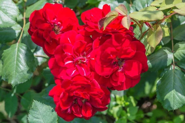 Rosier Europeana - Rosiers à massifs