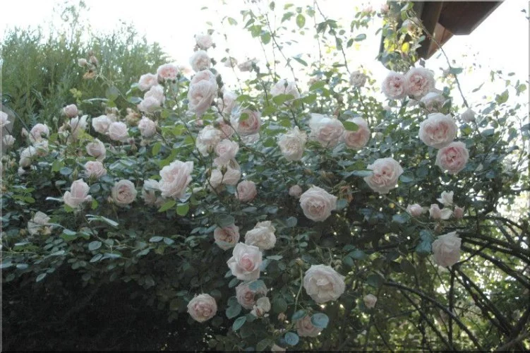 Rosier New Dawn - Rosiers lianes (grimpants)