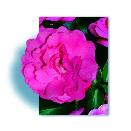 Rosier Petite TIGE 70-80 cm  EMERA ® Noatraum