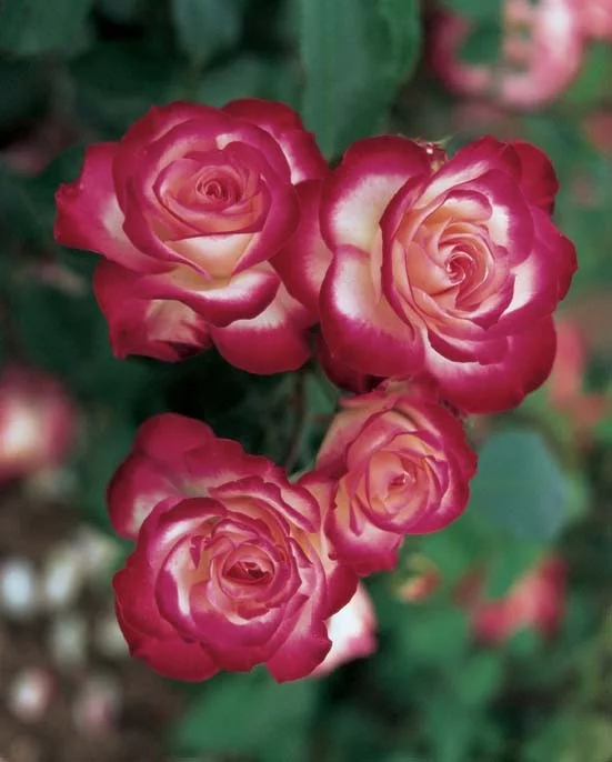 Rosier TIGE 100- JUBILE DU PRINCE DE MONACO®Meisponge - Rosiers tiges et pleureurs