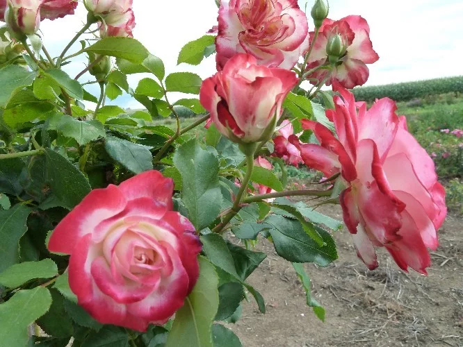 Rosier TIGE 100- JUBILE DU PRINCE DE MONACO®Meisponge - Rosiers tiges et pleureurs
