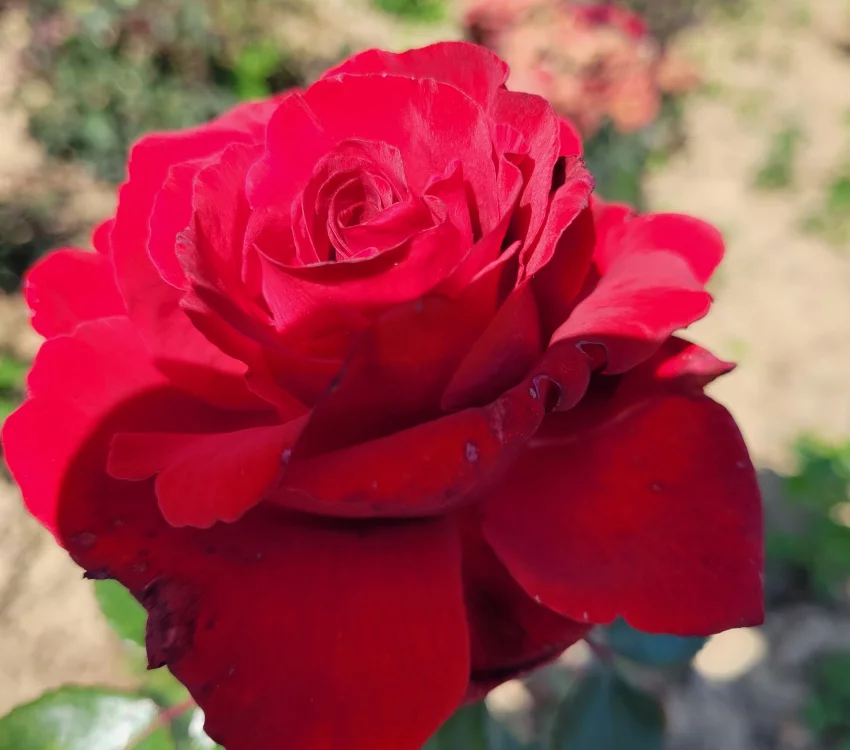 Rosier Poulman synonyme Ingrid Bergman - Rosiers à grandes fleurs