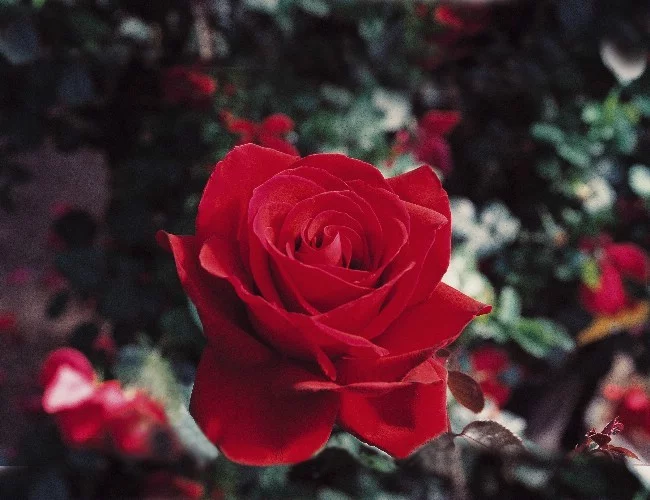 Rosier Poulman synonyme Ingrid Bergman