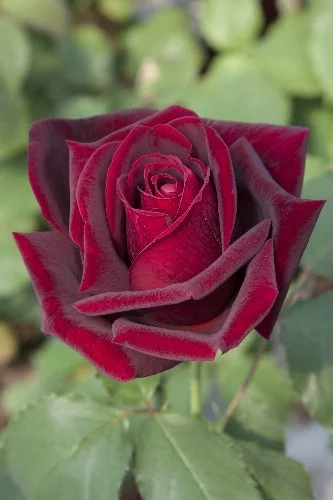 Rosier Papa Meilland® Meicesar - Rosiers à grandes fleurs