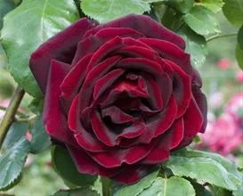 Rosier Papa Meilland® Meicesar
