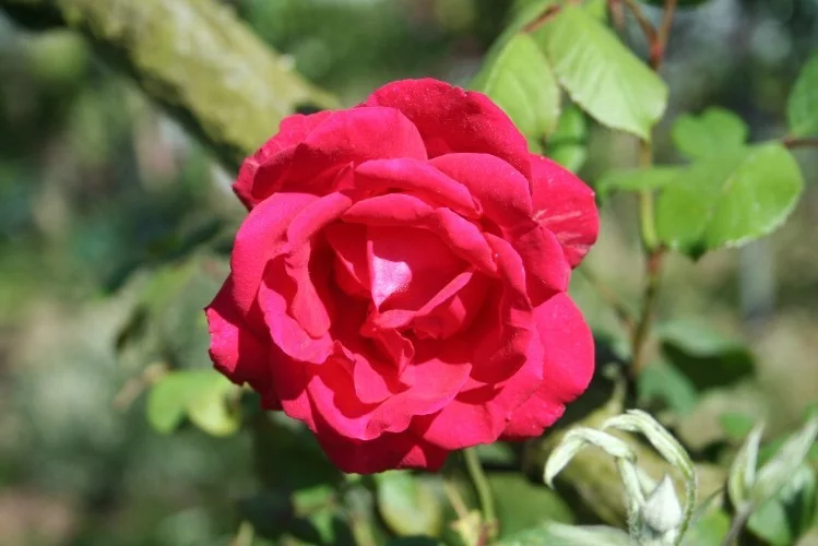 Rosier Paul's Scarlet Climber