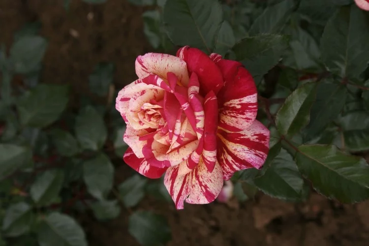 Rosier TIGE 100 cm BROCELIANDE ® Adaterhuit