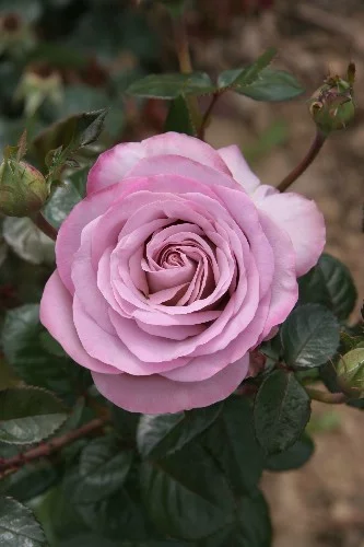Rosier TIGE 100 cm BLUE GIRL ® Sautari