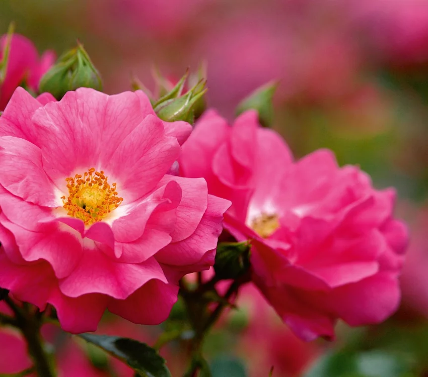 Rosier TIGE 100 cm EMERA ® Noatraum - Rosiers tiges et pleureurs