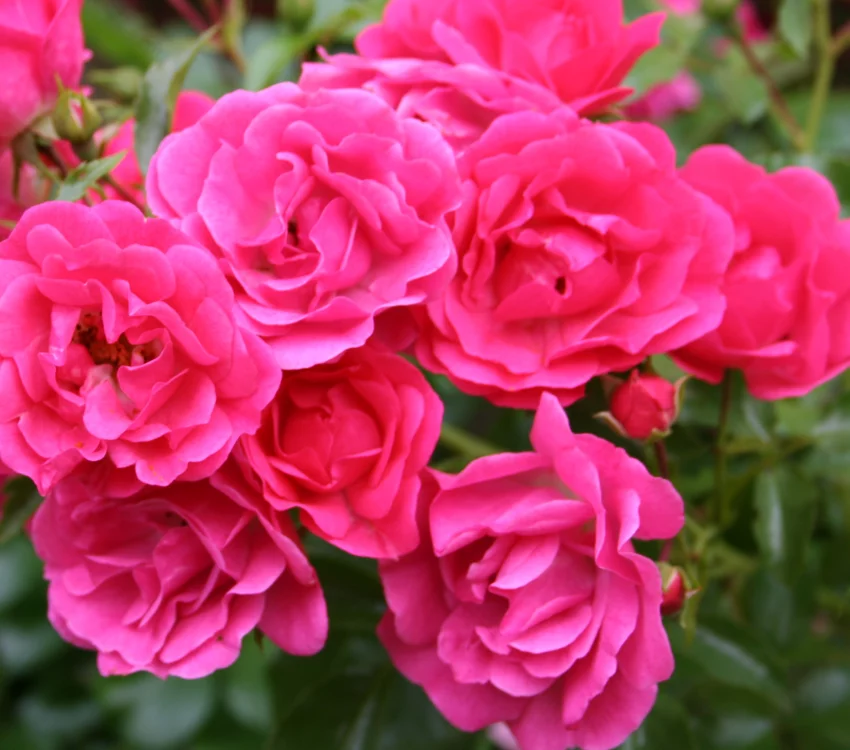 Rosier TIGE 100 cm EMERA ® Noatraum - Rosiers tiges et pleureurs