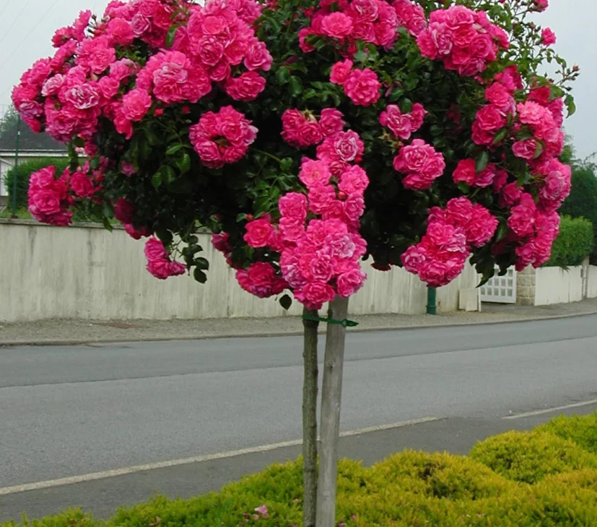 Rosier TIGE 100 cm EMERA ® Noatraum - Rosiers tiges et pleureurs