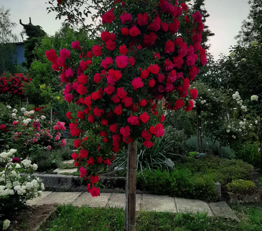 Rosier TIGE 100 cm EMERA ® Noatraum - Rosiers tiges et pleureurs