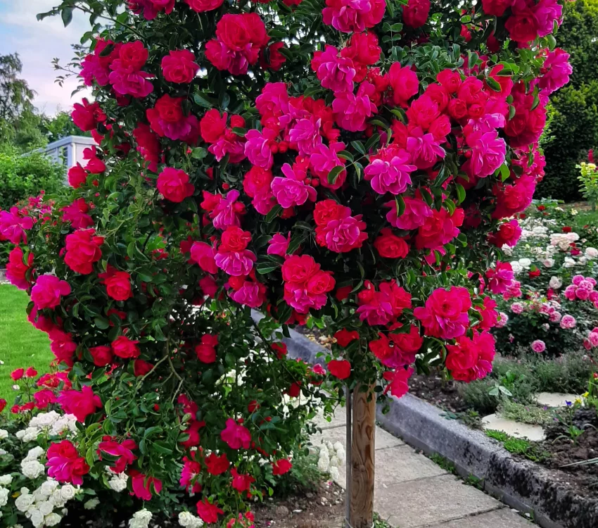 Rosier TIGE 100 cm EMERA ® Noatraum - Rosiers tiges et pleureurs