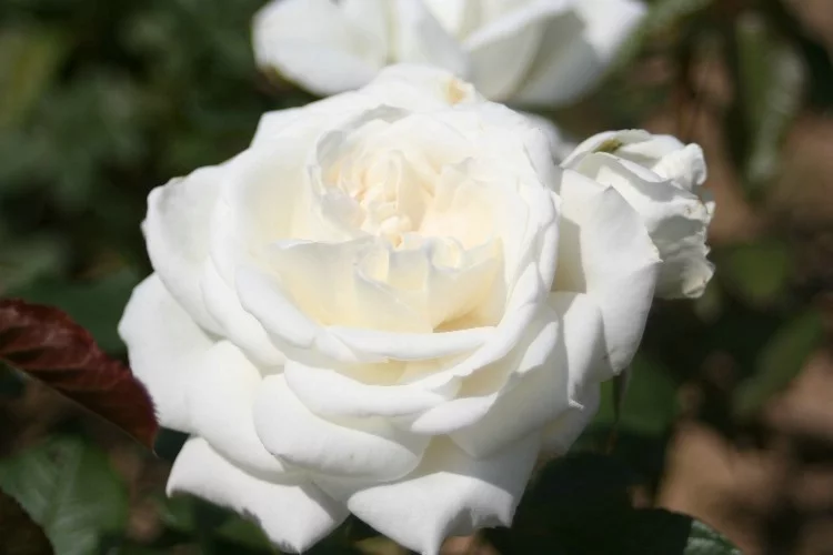 Rosier Annapurna® Dorblan - Rosiers à grandes fleurs