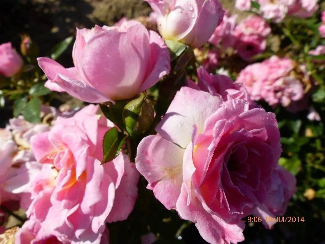 Rosier Belle Symphonie® Meirivoui - Rosiers nains