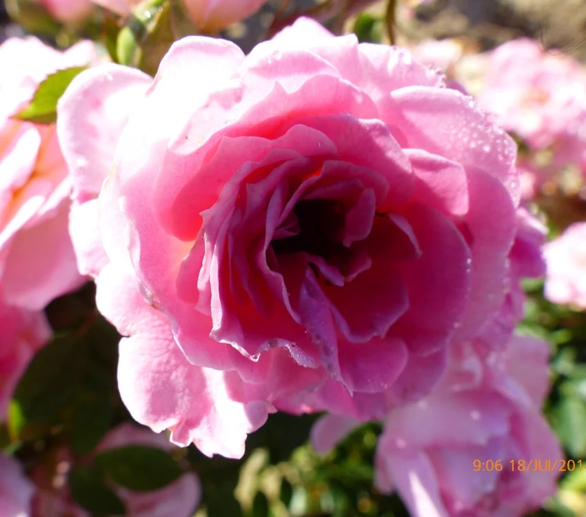 Rosier Belle Symphonie® Meirivoui - Rosiers nains