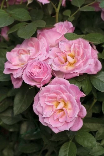 Rosier Belle Symphonie® Meirivoui