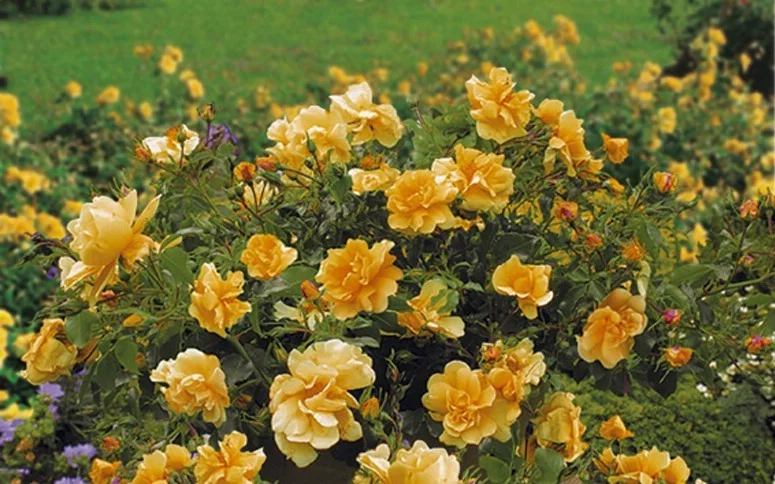 Rosier Calizia ® Noa97400A - Décorosiers