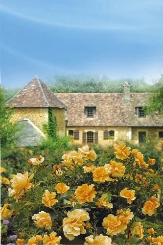 Rosier Calizia ® Noa97400A - Décorosiers