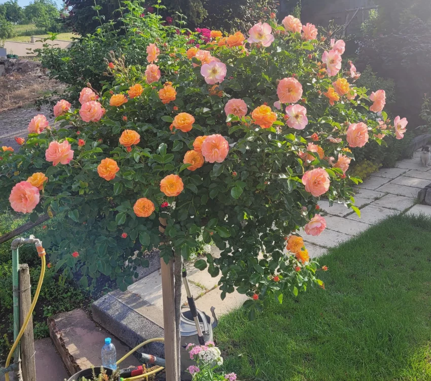 Rosier Calizia ® Noa97400A - Décorosiers