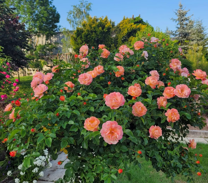 Rosier Calizia ® Noa97400A - Décorosiers