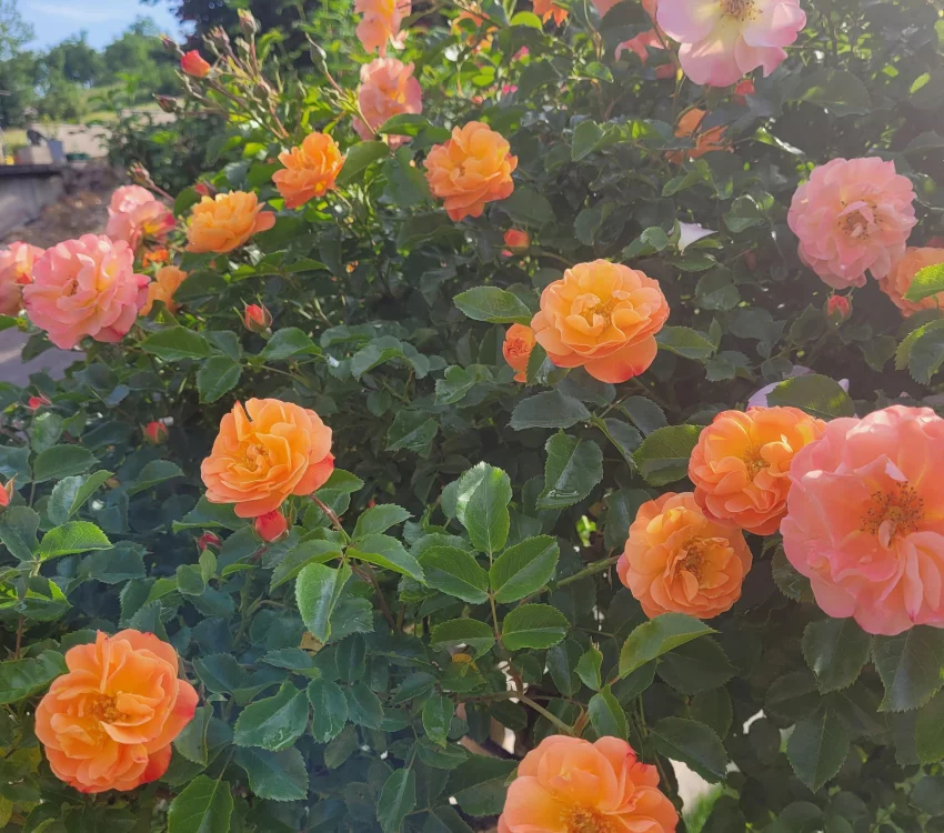 Rosier Calizia ® Noa97400A - Décorosiers
