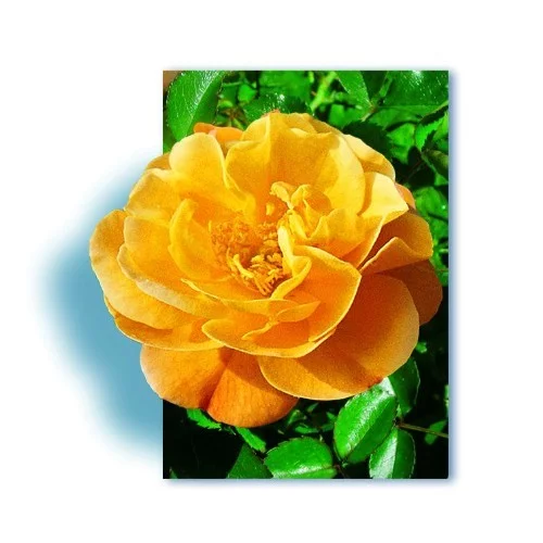 Rosier Calizia ® Noa97400A