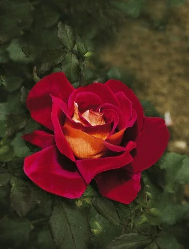 Rosier Macbo synonyme Kronenbourg - Rosiers à grandes fleurs