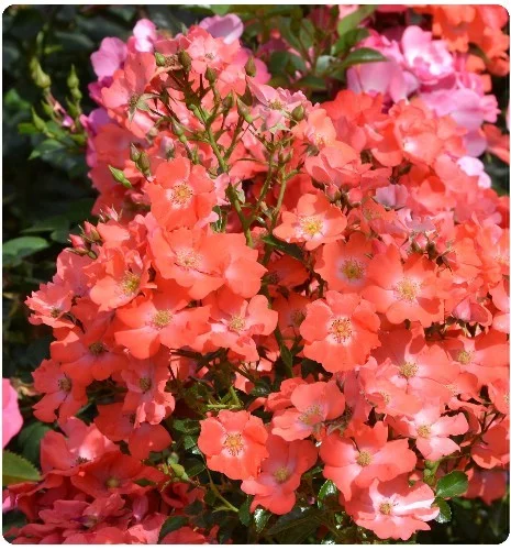 Rosier Isalia ® Noat1804 - Décorosiers