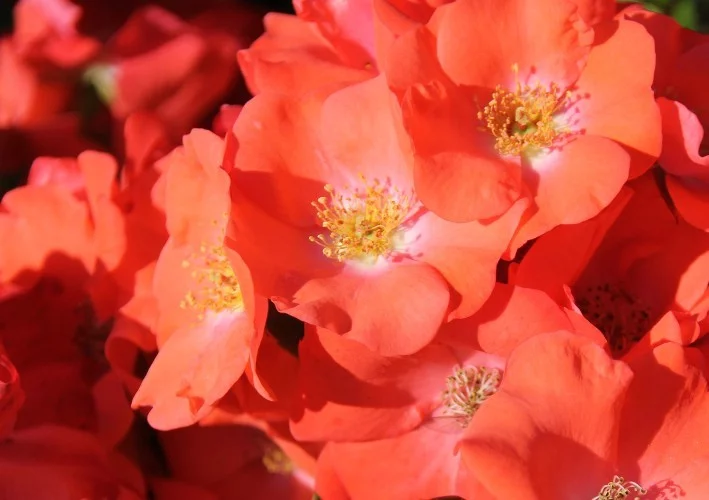 Rosier Isalia ® Noat1804