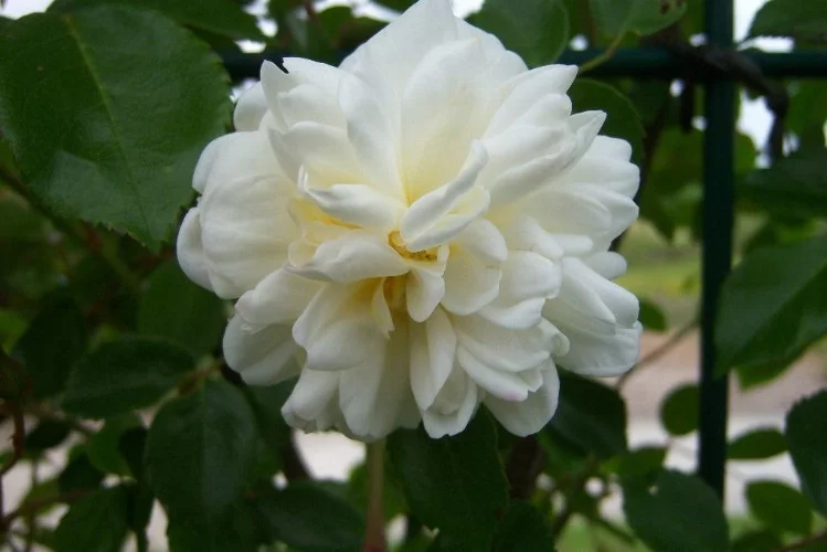 Rosier Alberic Barbier