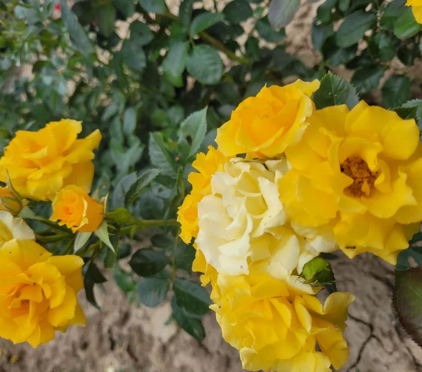 Rosier Gold Cottage® Dicentice