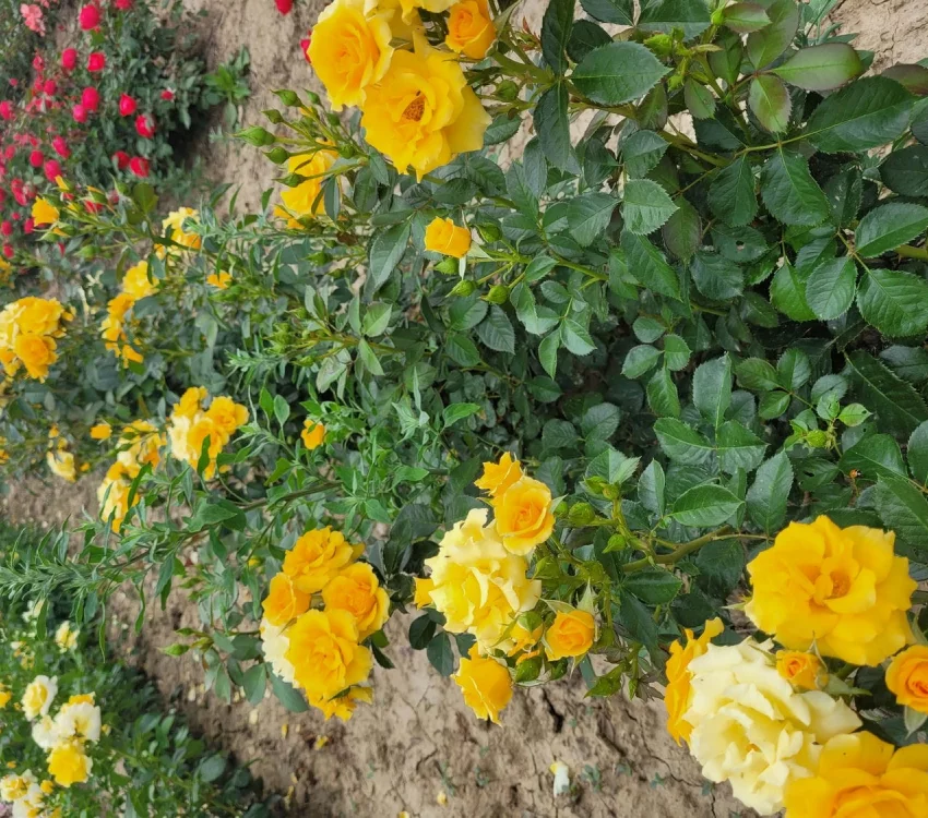 Rosier Gold Cottage® Dicentice - Rosiers arbustifs