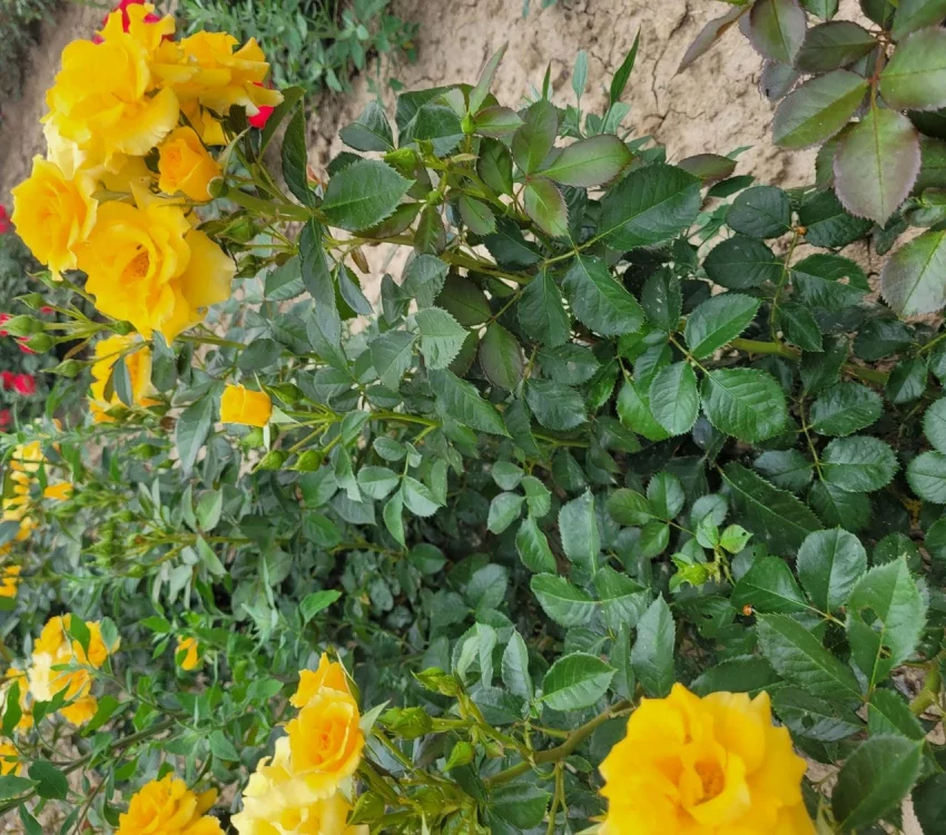 Rosier Gold Cottage® Dicentice - Rosiers arbustifs