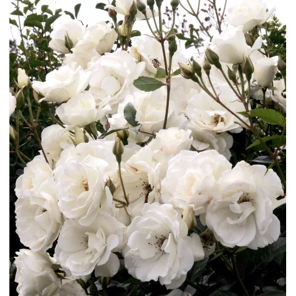 Rosier ICEBERG GPT