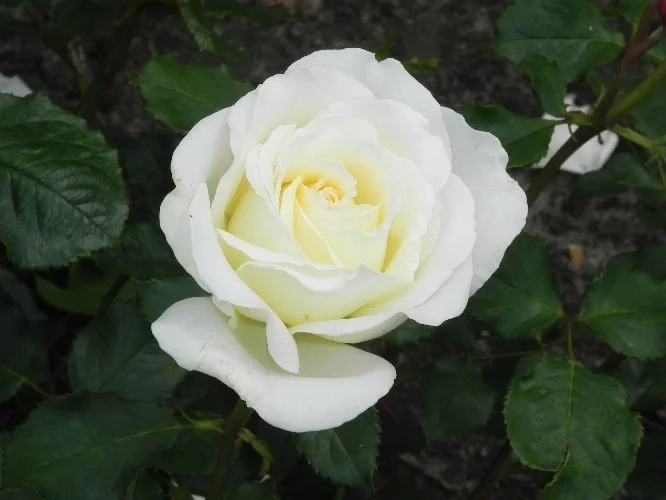 Rosier Irina Bondarenko® Tan 07117 - Rosiers à grandes fleurs