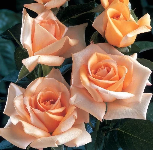 Rosier Jolie Mome® Fryxotic - Rosiers à grandes fleurs
