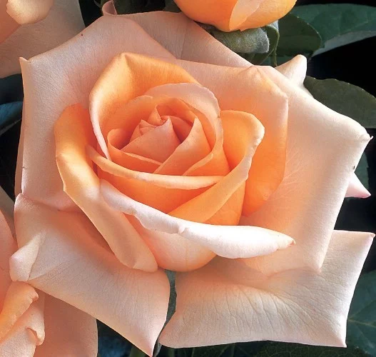 Rosier Jolie Mome® Fryxotic - Rosiers à grandes fleurs