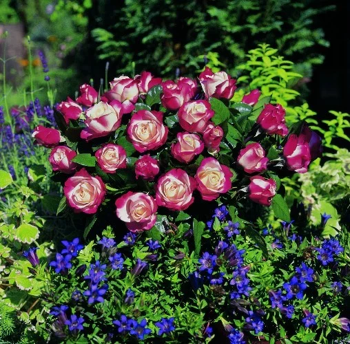 Rosier La Garçonne ® Taneiglat - Rosiers à grandes fleurs