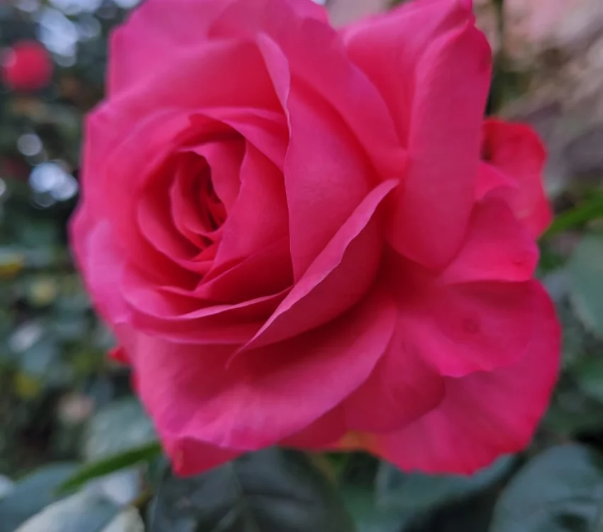 Rosier La Vanoise® Korhokhel - Rosiers grimpants