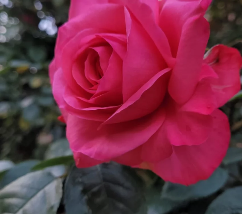 Rosier La Vanoise® Korhokhel - Rosiers grimpants