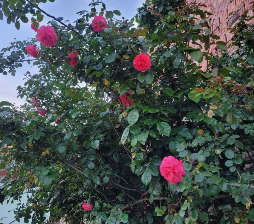 Rosier La Vanoise® Korhokhel - Rosiers grimpants