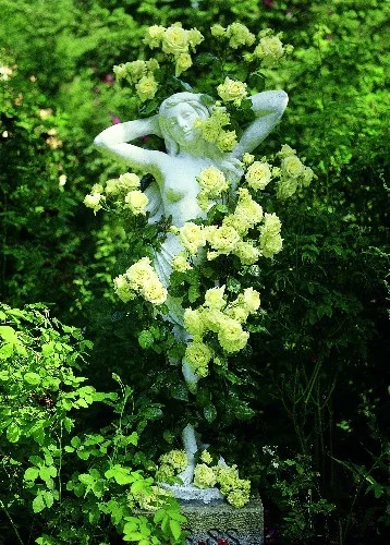 Rosier l’Alcazar® Tanefle - Rosiers grimpants