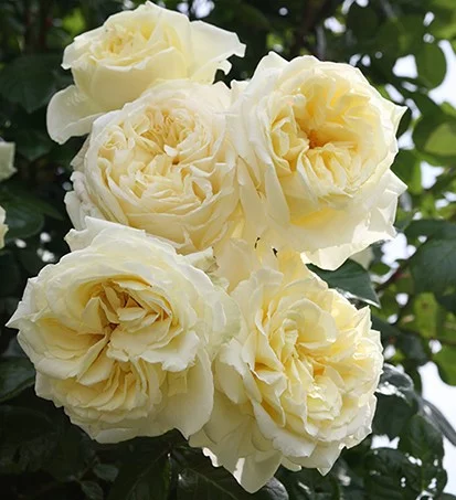Rosier l’Alcazar® Tanefle - Rosiers grimpants