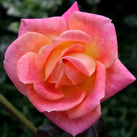 Rosier Picadilly - Rosiers à grandes fleurs