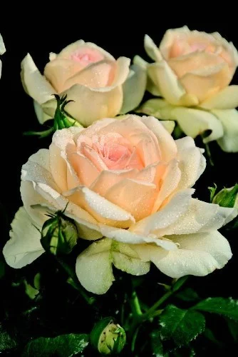 Rosier Sweet Love® Harmisty - Rosiers à grandes fleurs