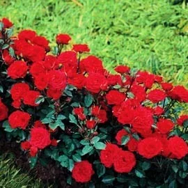 Rosier Tilt Symphonie ® Meivraivou - Rosiers nains