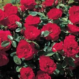 Rosier Tilt Symphonie ® Meivraivou - Rosiers nains