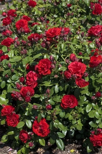 Rosier Tilt Symphonie ® Meivraivou