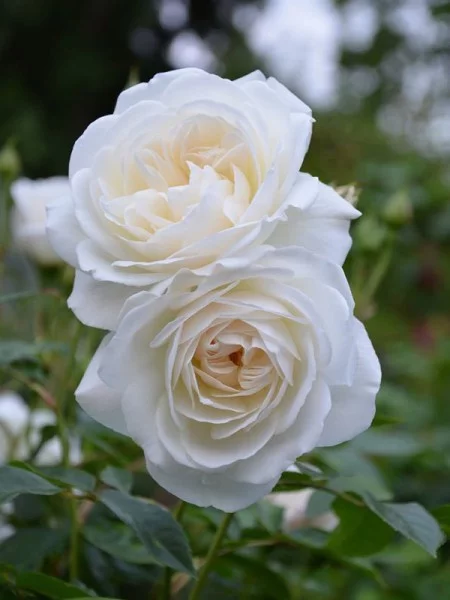 Rosier Pleureur 140 CM ICEBERG - Rosiers tiges et pleureurs